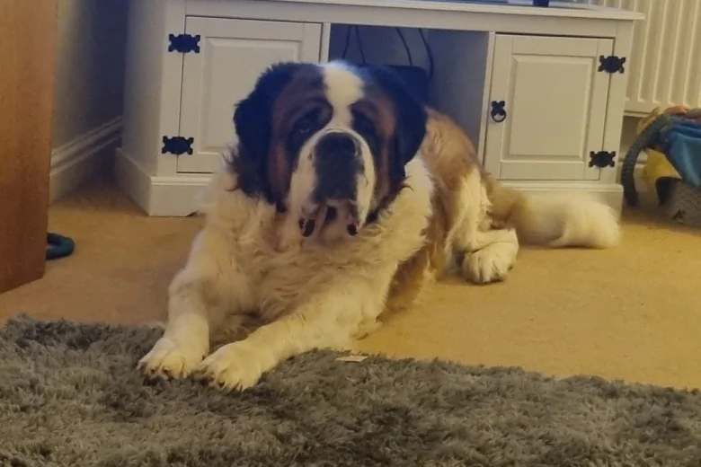 St Bernard