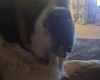 St Bernard