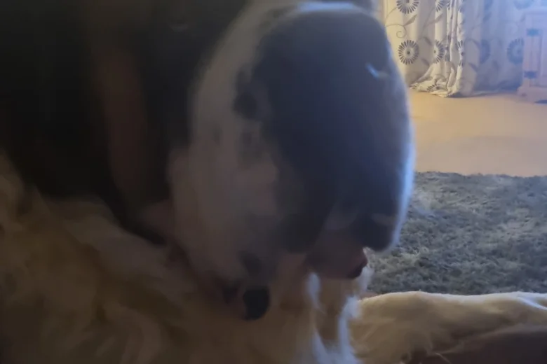 St Bernard