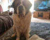 St Bernard
