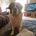 St Bernard