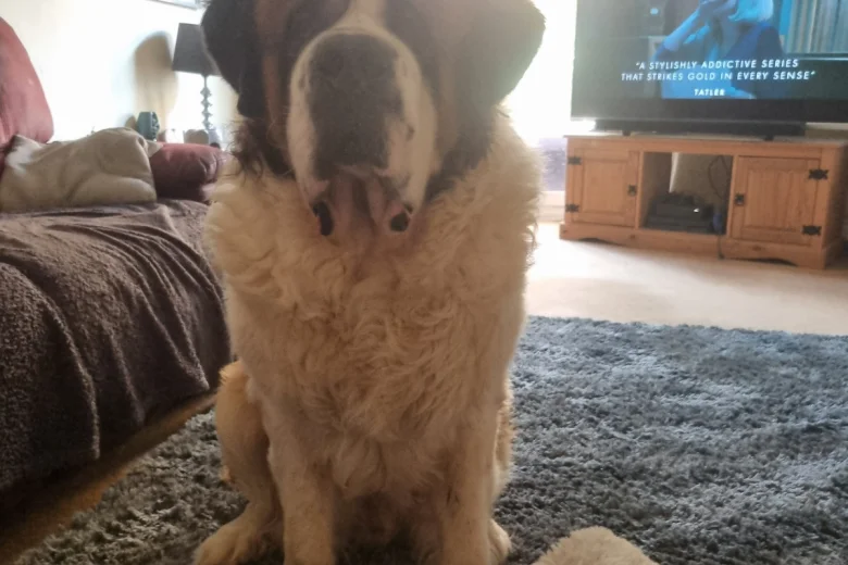 St Bernard