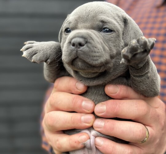 Staffordshire Bull Terrier