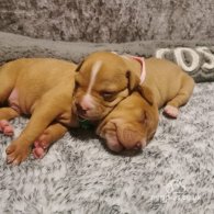 Staffordshire Bull Terrier - Both