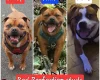 Staffordshire Bull Terrier