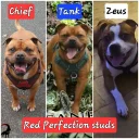 Staffordshire Bull Terrier