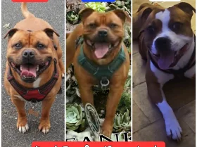 Staffordshire Bull Terrier