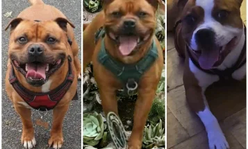 Staffordshire Bull Terrier
