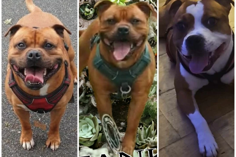 Staffordshire Bull Terrier