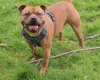 Staffordshire Bull Terrier