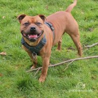 Staffordshire Bull Terrier