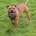 Staffordshire Bull Terrier