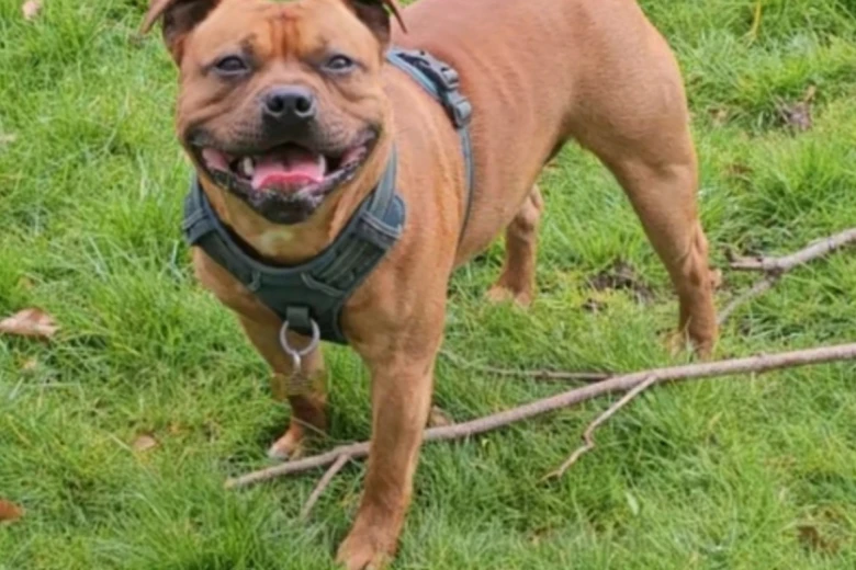 Staffordshire Bull Terrier
