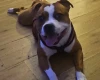 Staffordshire Bull Terrier