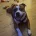 Staffordshire Bull Terrier