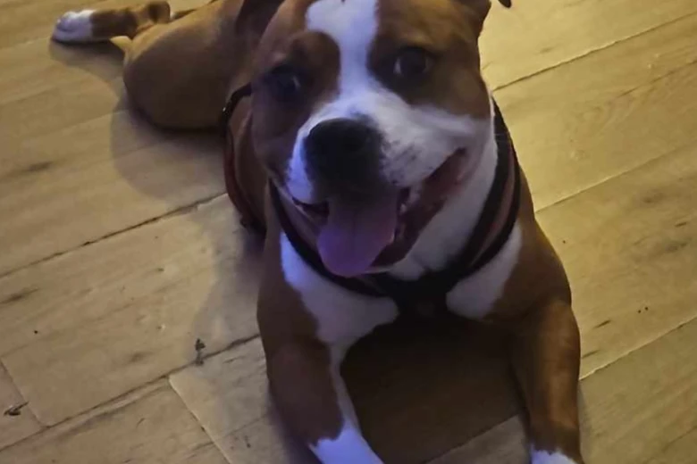 Staffordshire Bull Terrier