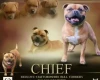 Staffordshire Bull Terrier