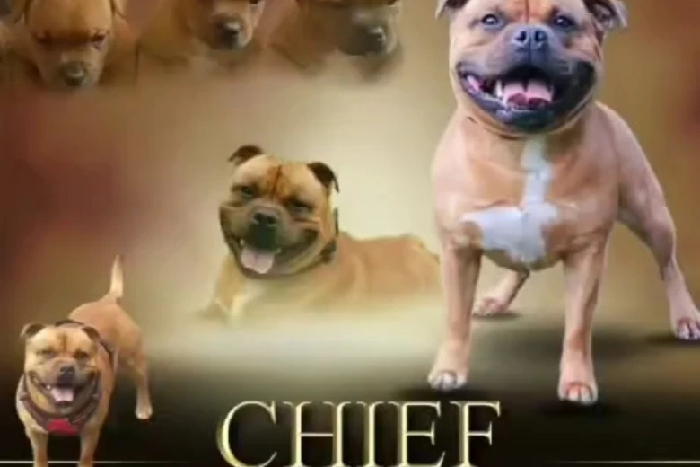 Staffordshire Bull Terrier