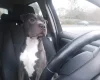 Staffordshire Bull Terrier