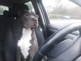 Staffordshire Bull Terrier