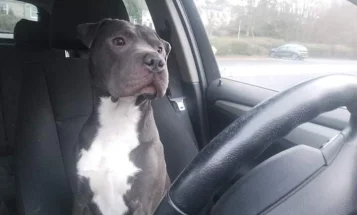Staffordshire Bull Terrier