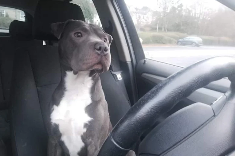 Staffordshire Bull Terrier