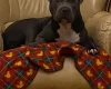 Staffordshire Bull Terrier