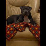 Staffordshire Bull Terrier