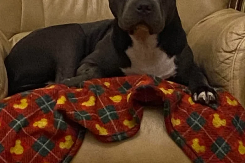 Staffordshire Bull Terrier