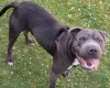 Staffordshire Bull Terrier