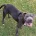 Staffordshire Bull Terrier