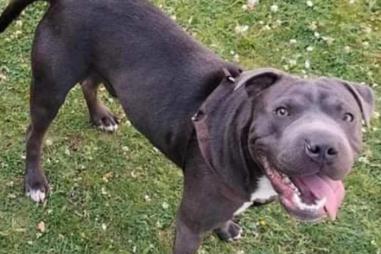Staffordshire Bull Terrier