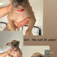 Staffordshire Bull Terrier - Both