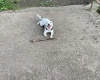 Staffordshire Bull Terrier