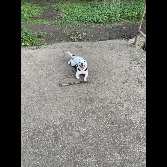 Staffordshire Bull Terrier