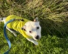 Staffordshire Bull Terrier