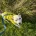Staffordshire Bull Terrier
