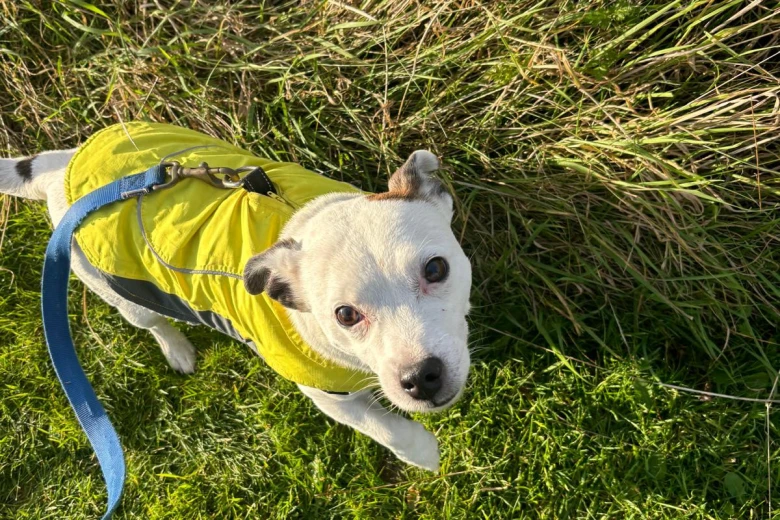 Staffordshire Bull Terrier
