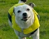Staffordshire Bull Terrier