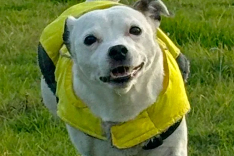 Staffordshire Bull Terrier