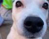 Staffordshire Bull Terrier