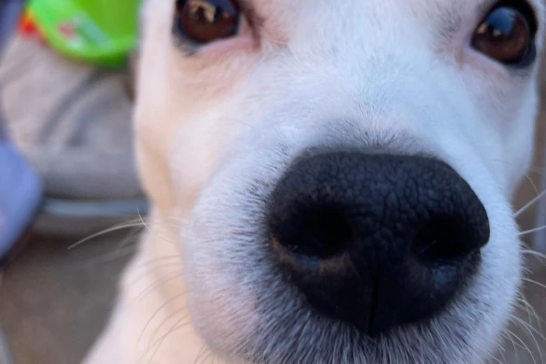 Staffordshire Bull Terrier