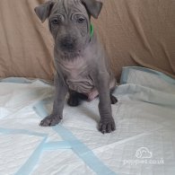 Thai Ridgeback - Both