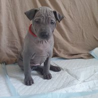 Thai Ridgeback - Both