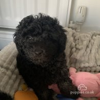 Toy Poodle - Bitches