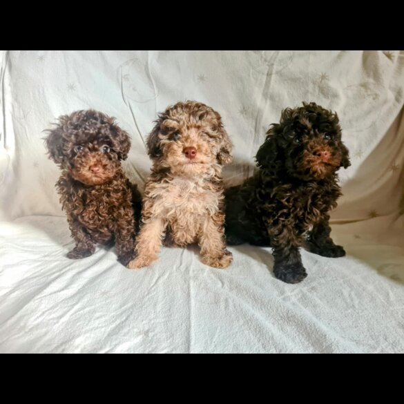 Toy Poodle - Both