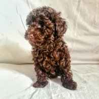 Toy Poodle - Both