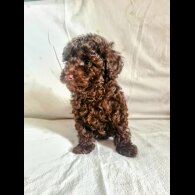 Toy Poodle - Both