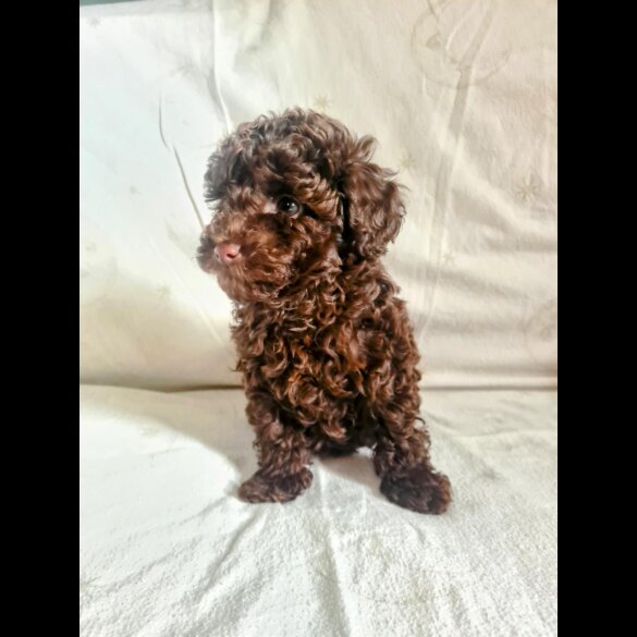 Toy Poodle - Both