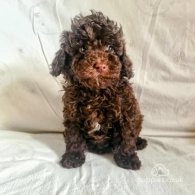 Toy Poodle - Both